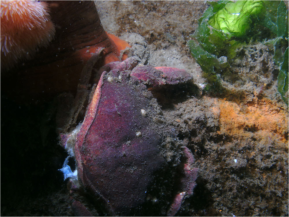 Red rock crab