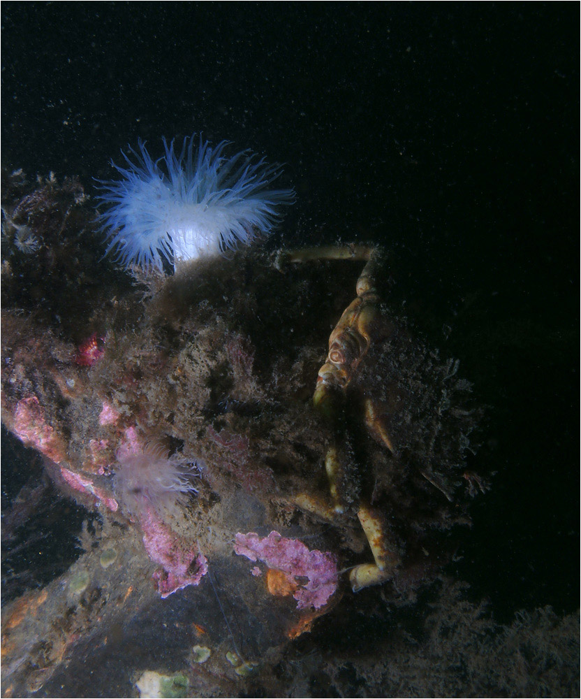 Kelp crab