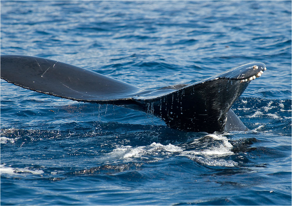 Fluke