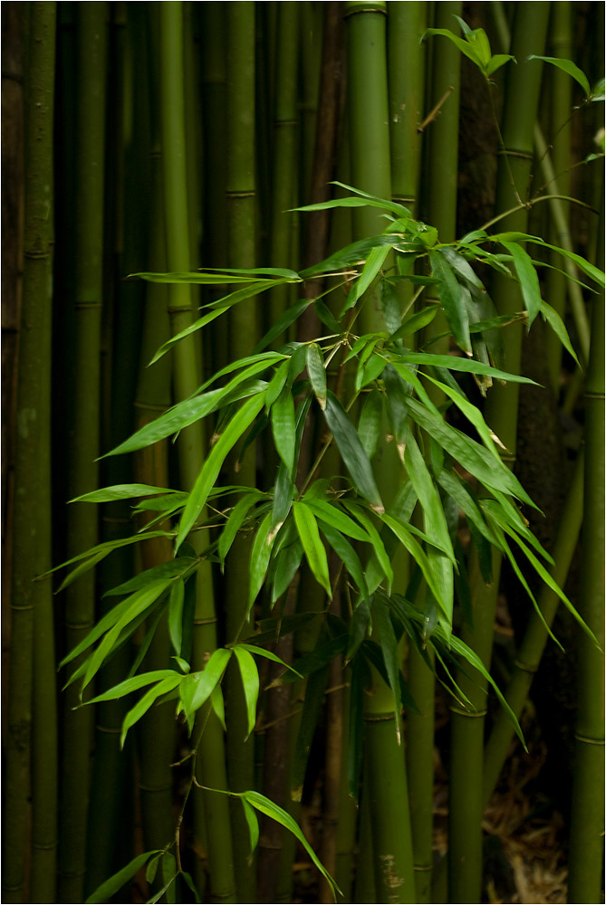 bamboo