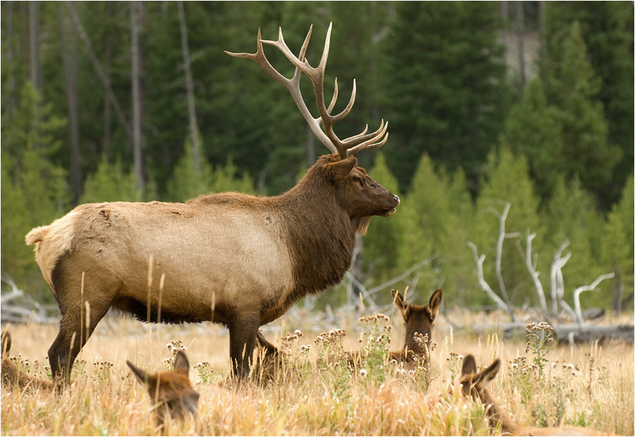 Elk herd