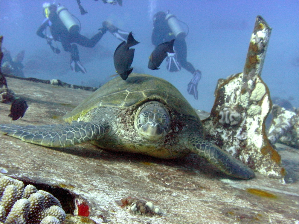 St. Anthony's wreck