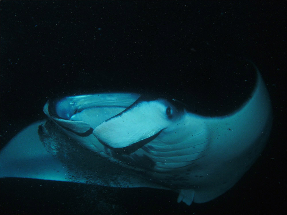 Manta