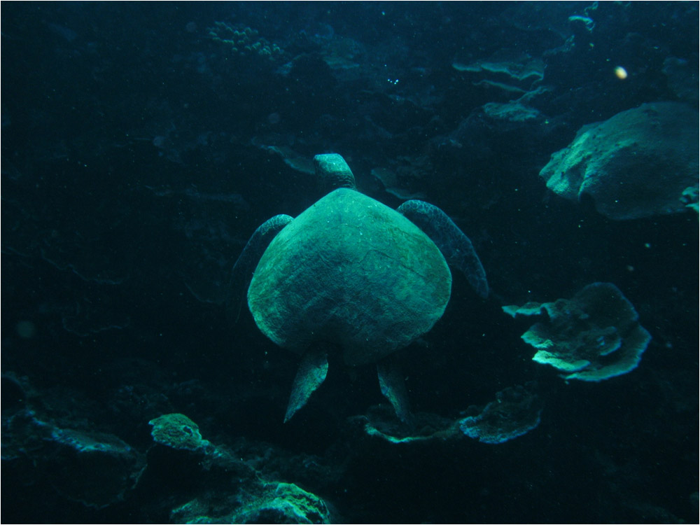 Turtle