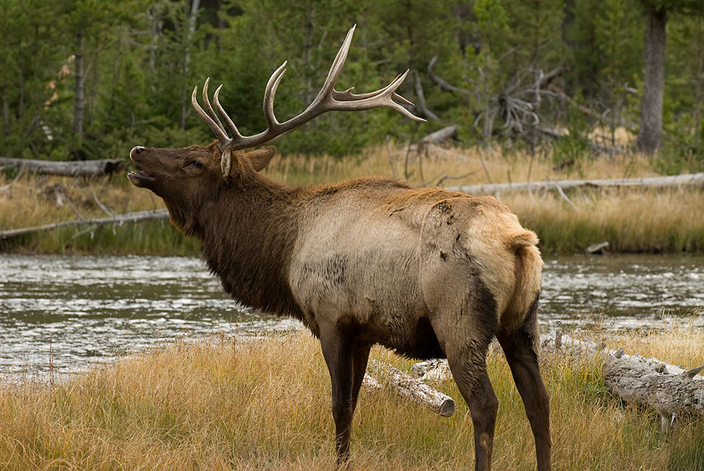 Elk
