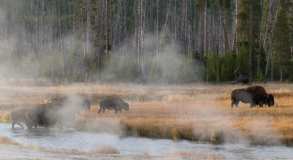 Bison crossing