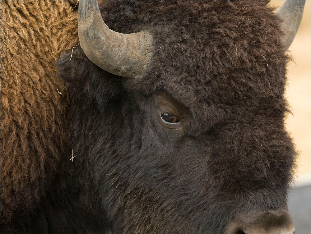 Bison